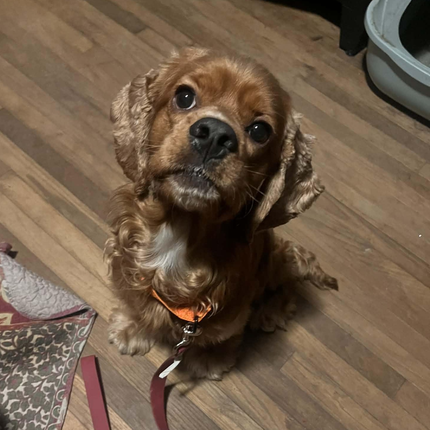 Leo, an adopted Cocker Spaniel in East Peoria, IL image 4/6