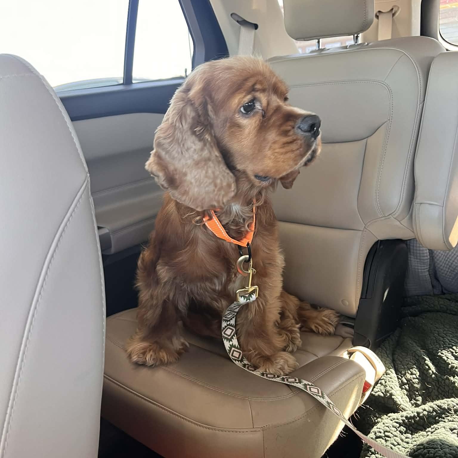 Leo, an adopted Cocker Spaniel in East Peoria, IL image 3/6