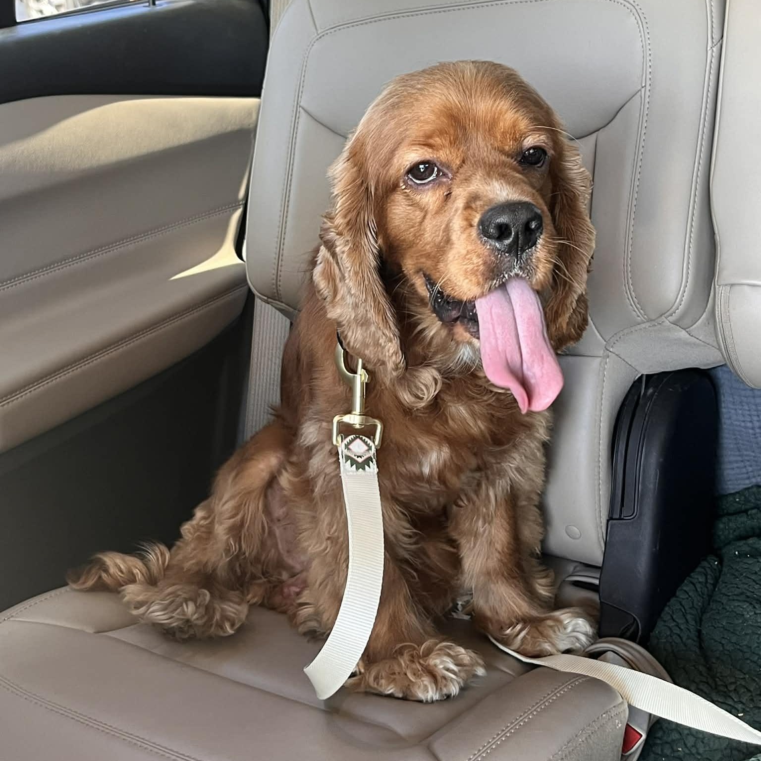 Leo, an adopted Cocker Spaniel in East Peoria, IL image 5/6