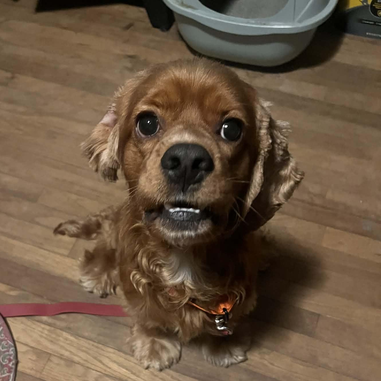 Leo, an adopted Cocker Spaniel in East Peoria, IL image 6/6