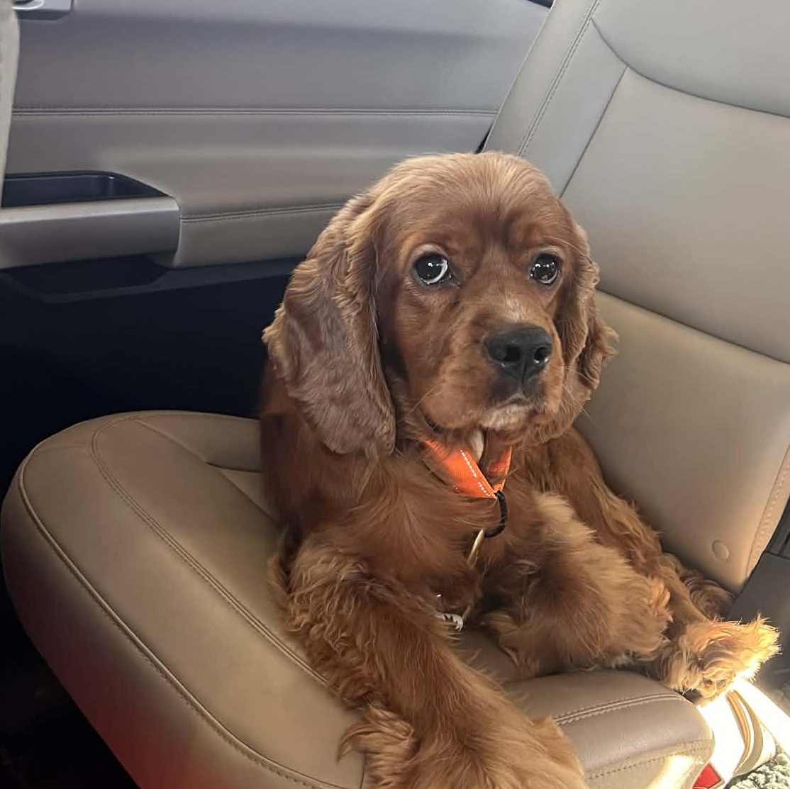 Leo, adopted, Young Male Cocker Spaniel.