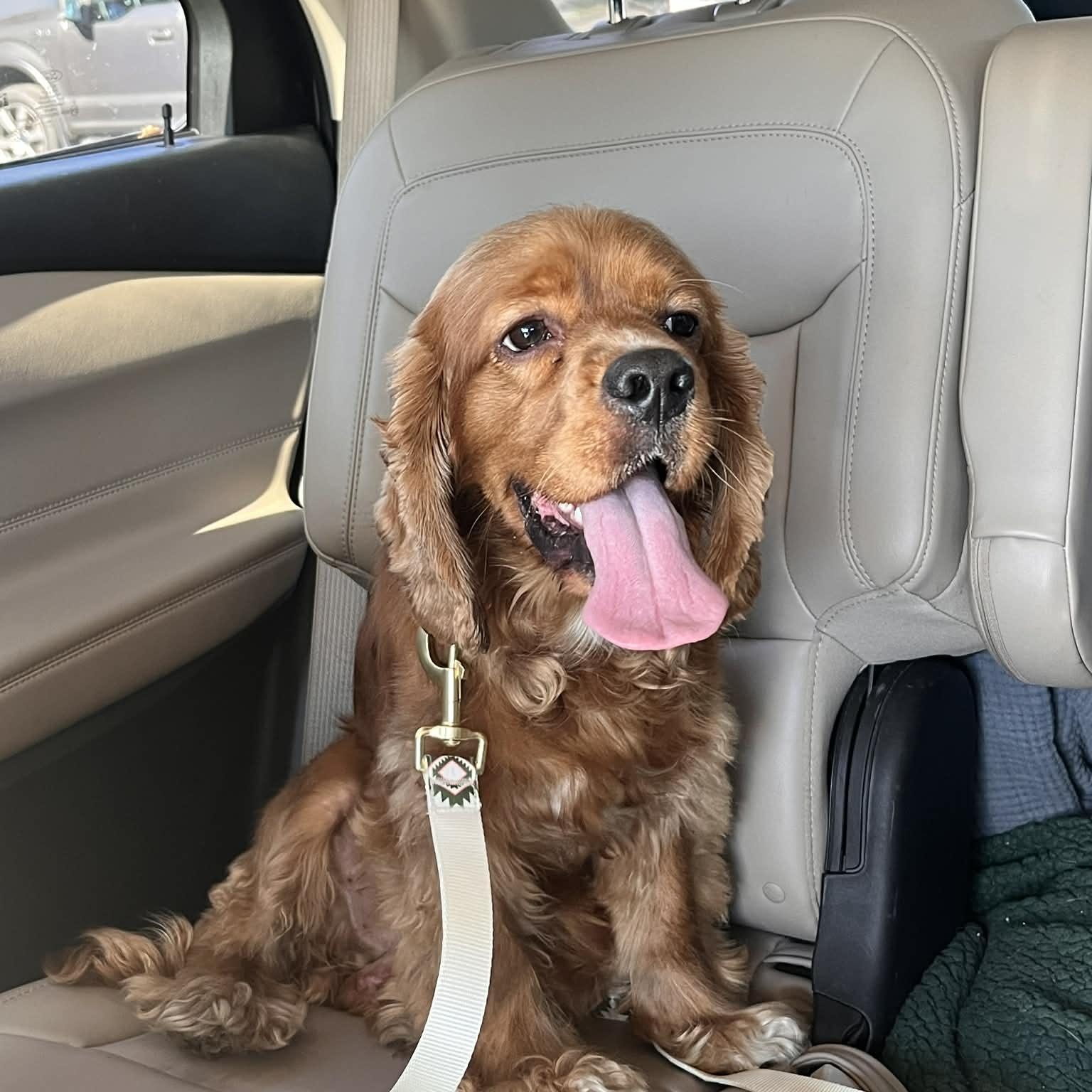 Leo, an adopted Cocker Spaniel in East Peoria, IL image 2/6