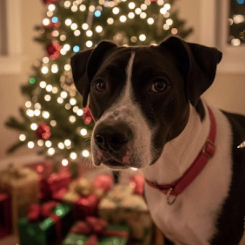 Enlarge Cricket/Josie  -A very generous person has sponsored half of my adoption fee!, a Adoptable Mixed Breed in Wappingers Falls, NY image 2/4