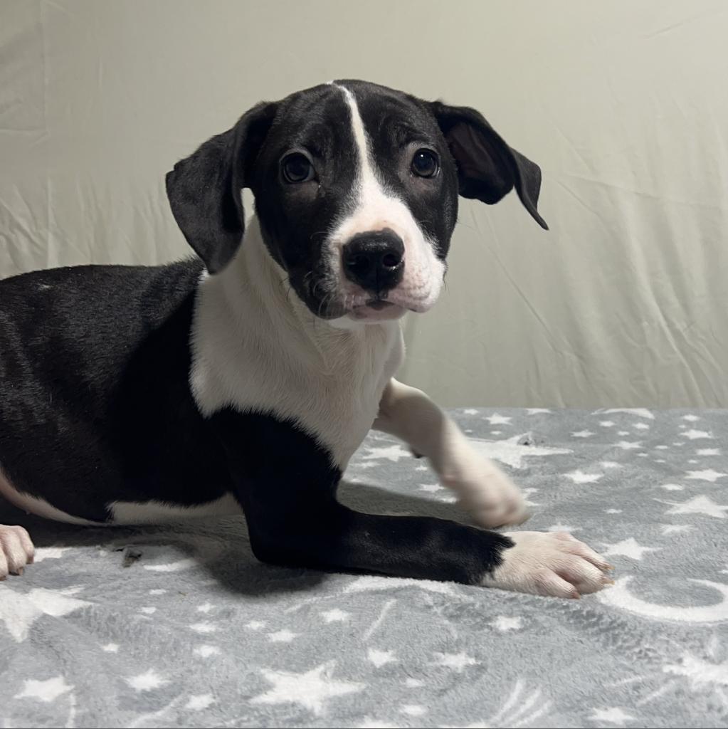 Enlarge Cricket/Josie  -A very generous person has sponsored half of my adoption fee!, a Adoptable Mixed Breed in Wappingers Falls, NY image 4/4