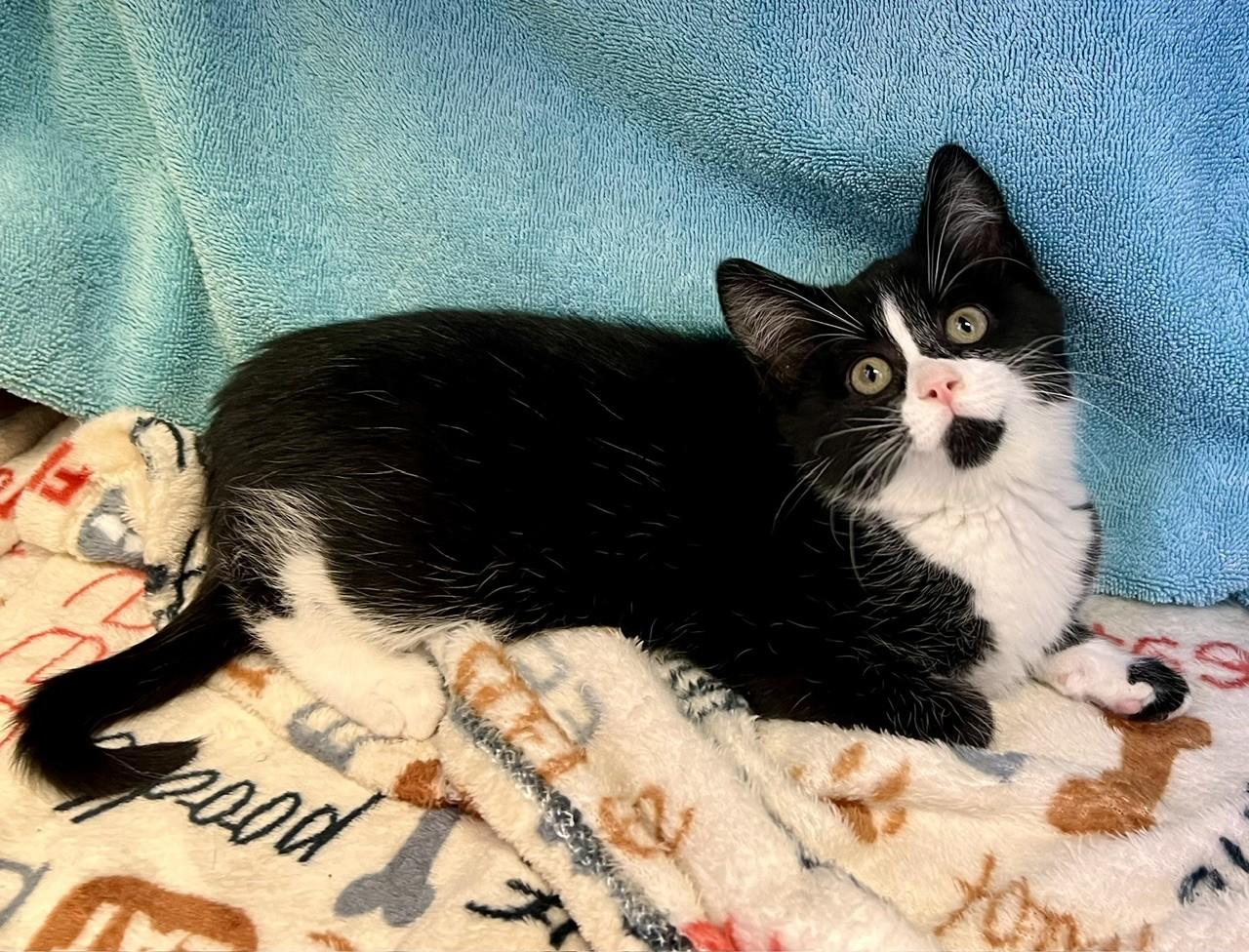 Mochi, a ADOPTABLE Domestic Short Hair in Edinburg, VA image 1/2
