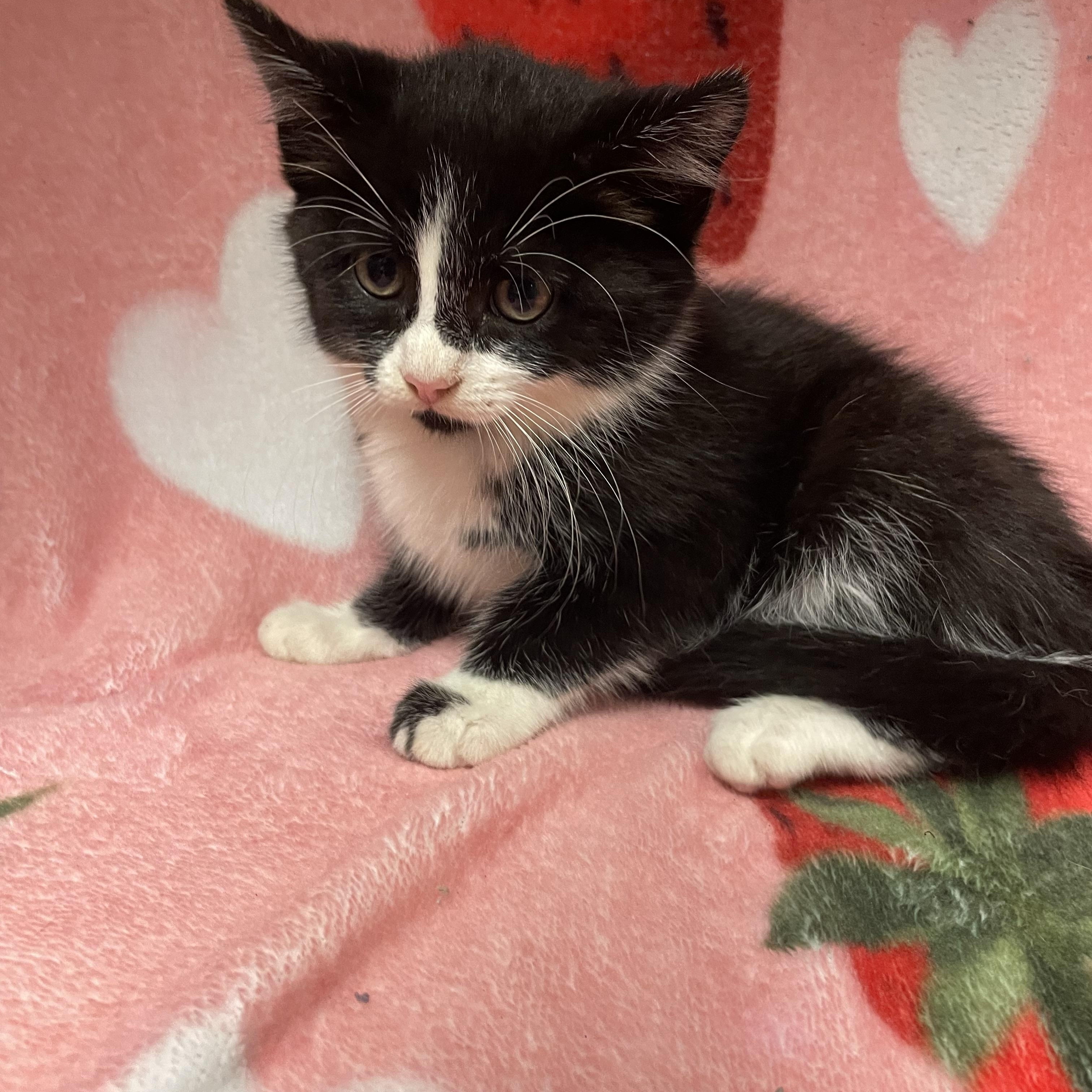 Mochi, a ADOPTABLE Domestic Short Hair in Edinburg, VA image 2/2