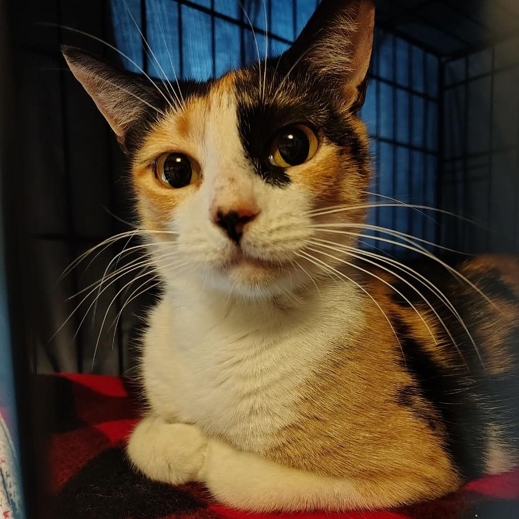 Enlarge Mama Hyatt, a Adoptable Domestic Short Hair in Titusville, FL image 1/2