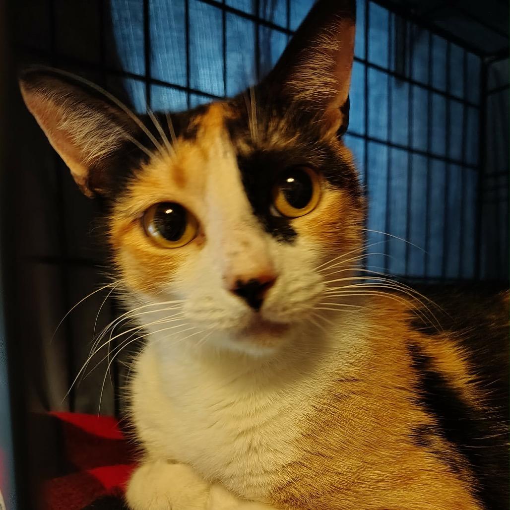 Enlarge Mama Hyatt, a Adoptable Domestic Short Hair in Titusville, FL image 2/2
