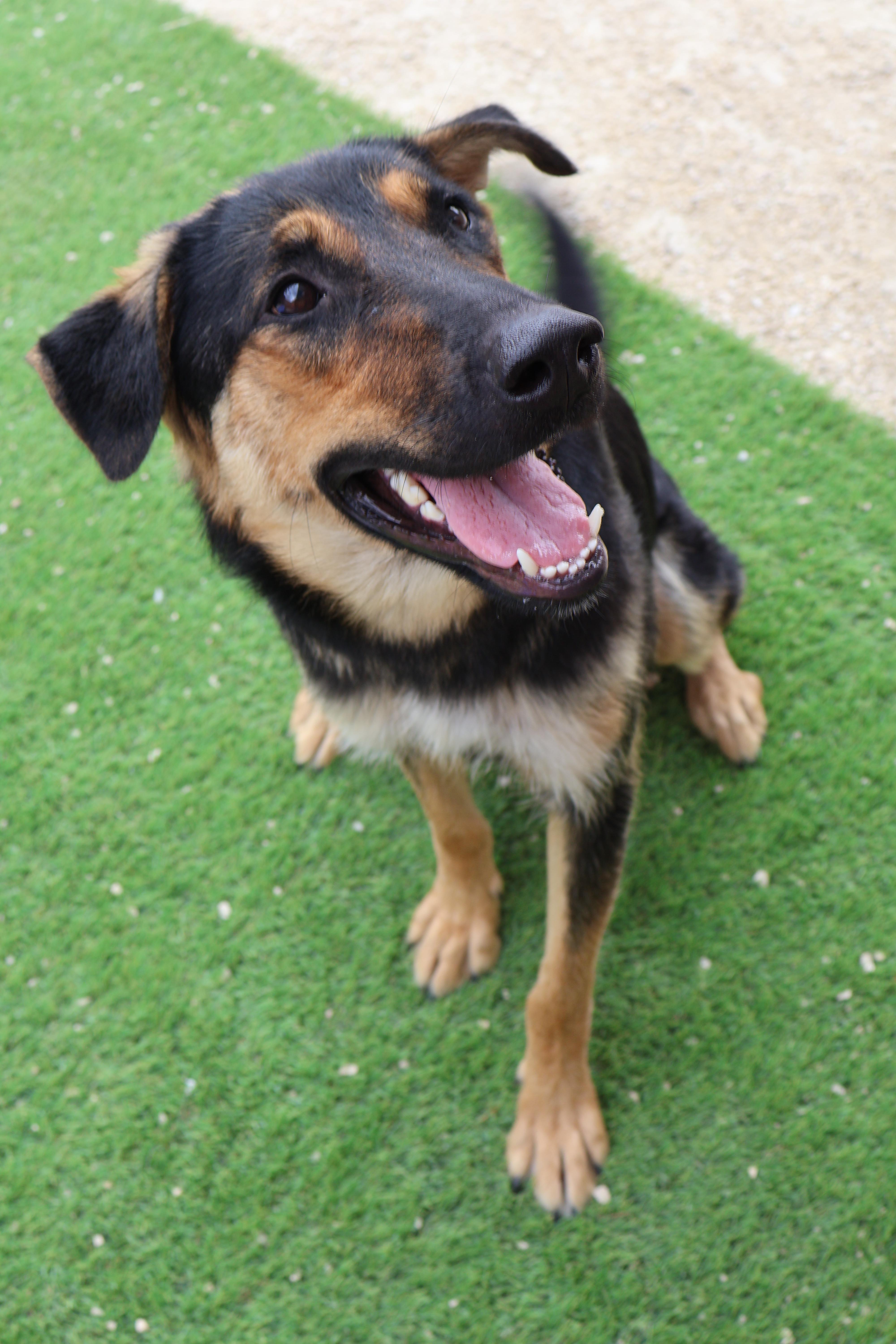 Fern, an adoptable German Shepherd Dog in Winnipeg, MB, R3E 3N8 | Photo Image 4