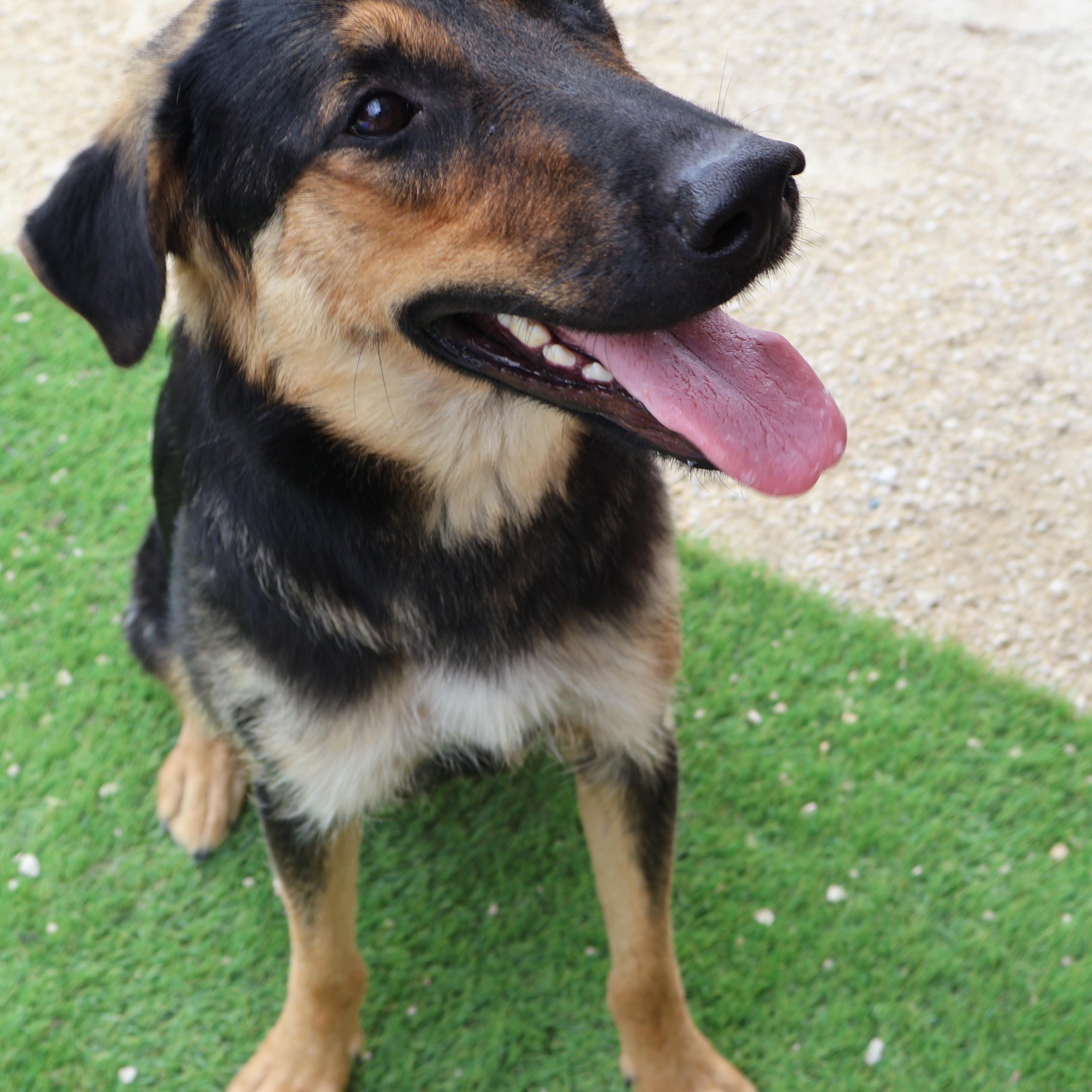 Fern, an adoptable German Shepherd Dog in Winnipeg, MB, R3E 3N8 | Photo Image 3