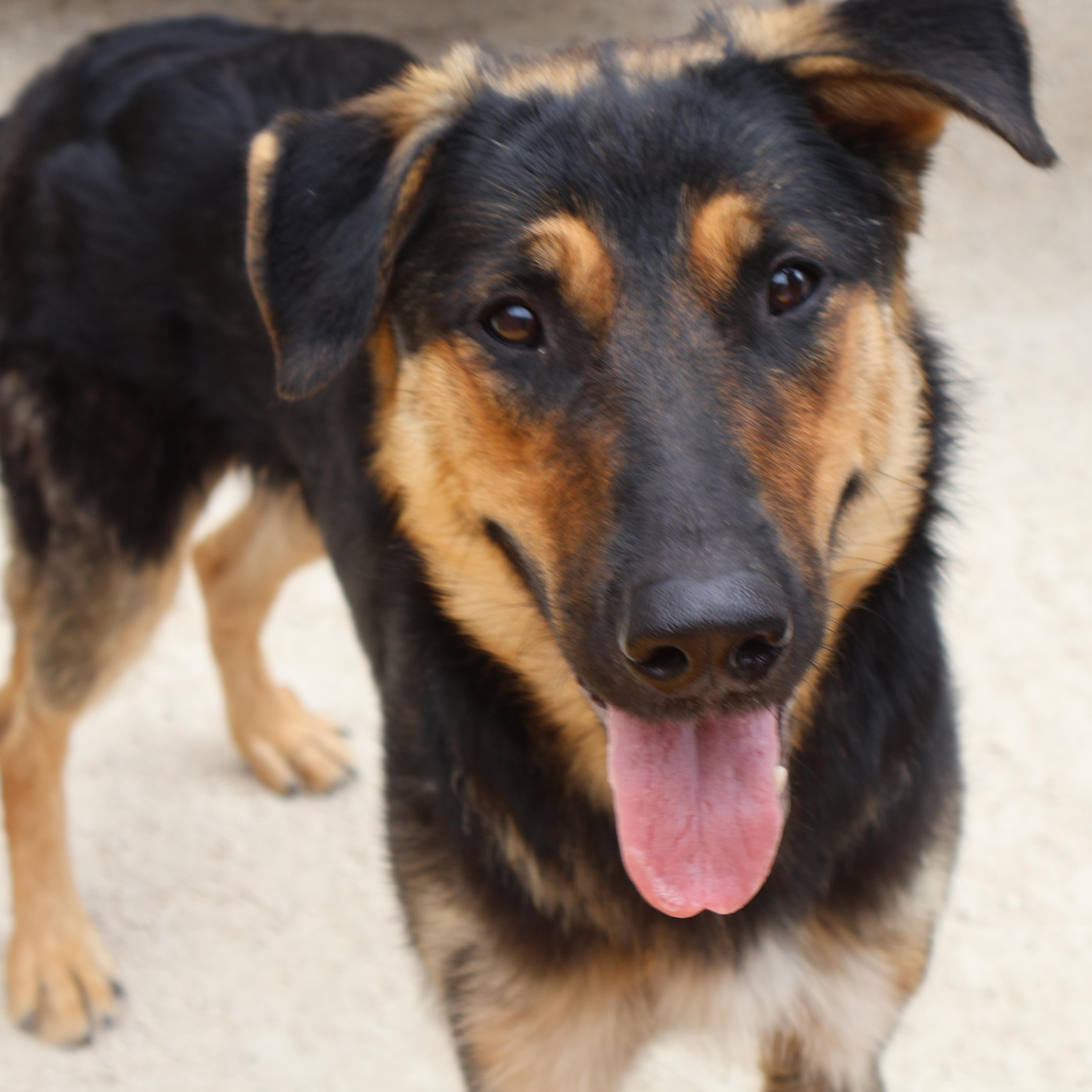 Fern, an adoptable German Shepherd Dog in Winnipeg, MB, R3E 3N8 | Photo Image 1