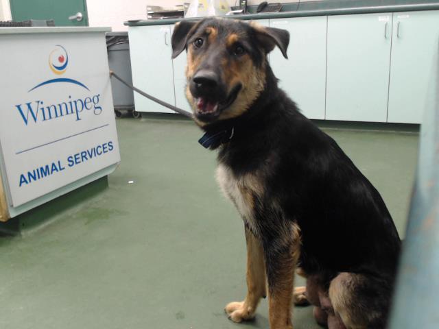 Fern, an adoptable German Shepherd Dog in Winnipeg, MB, R3E 3N8 | Photo Image 5