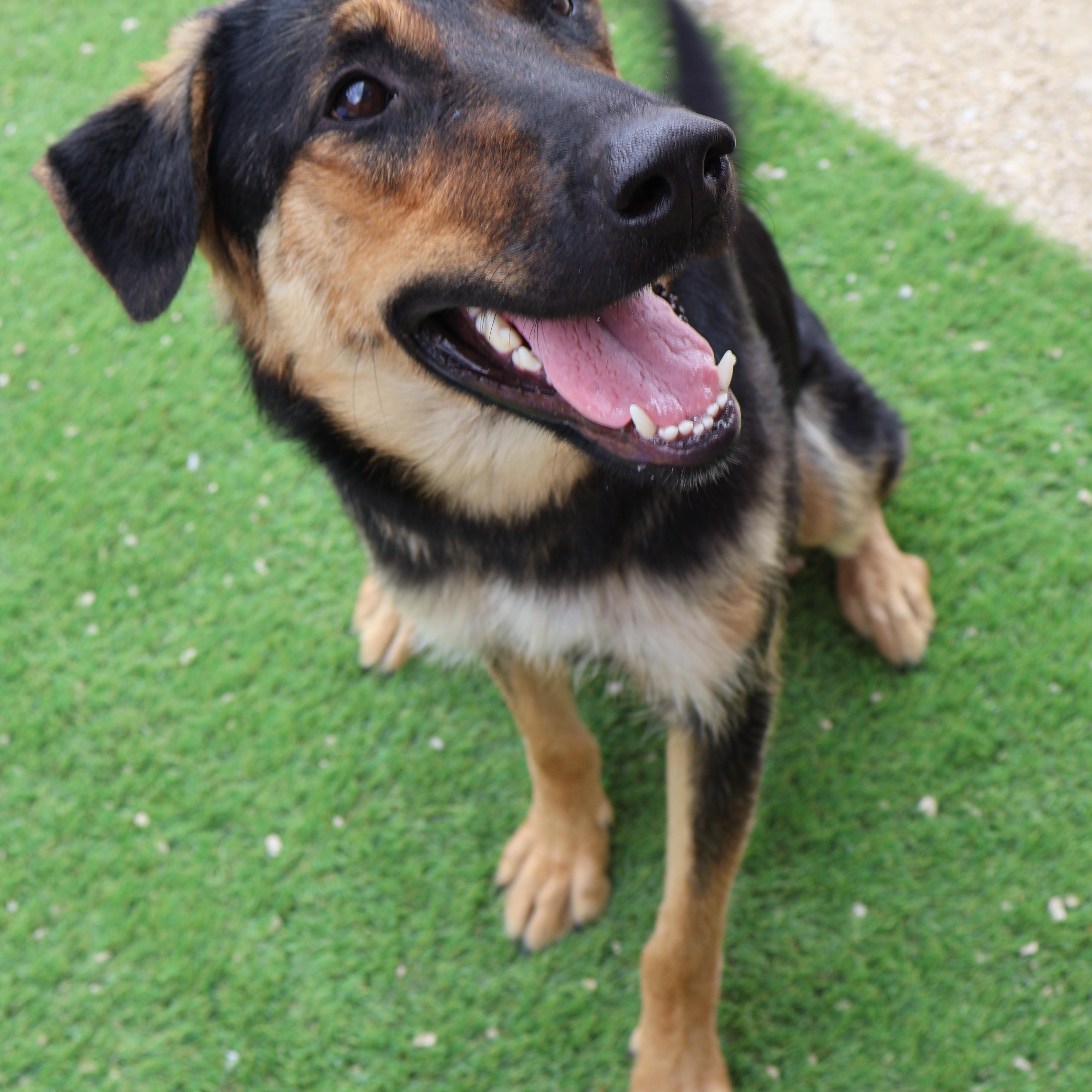 Fern, an adoptable German Shepherd Dog in Winnipeg, MB, R3E 3N8 | Photo Image 2