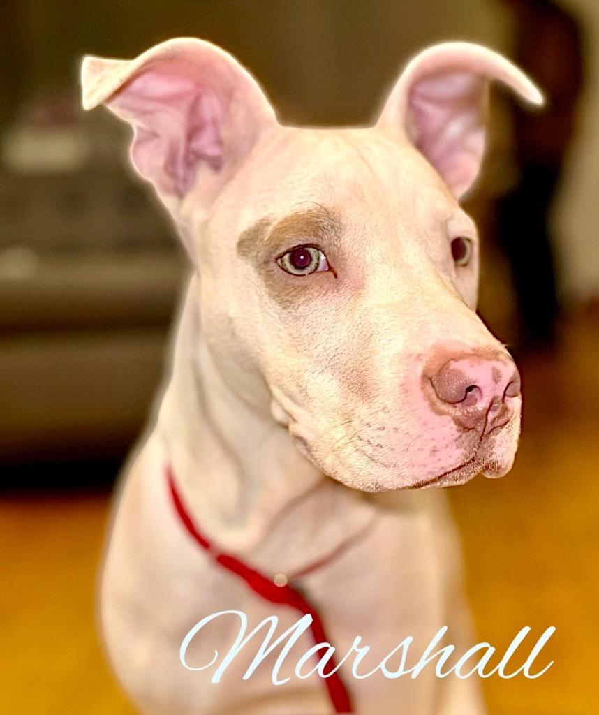 Enlarge Marshall, a Adoptable American Staffordshire Terrier in West Bloomfield, MI image 1/3
