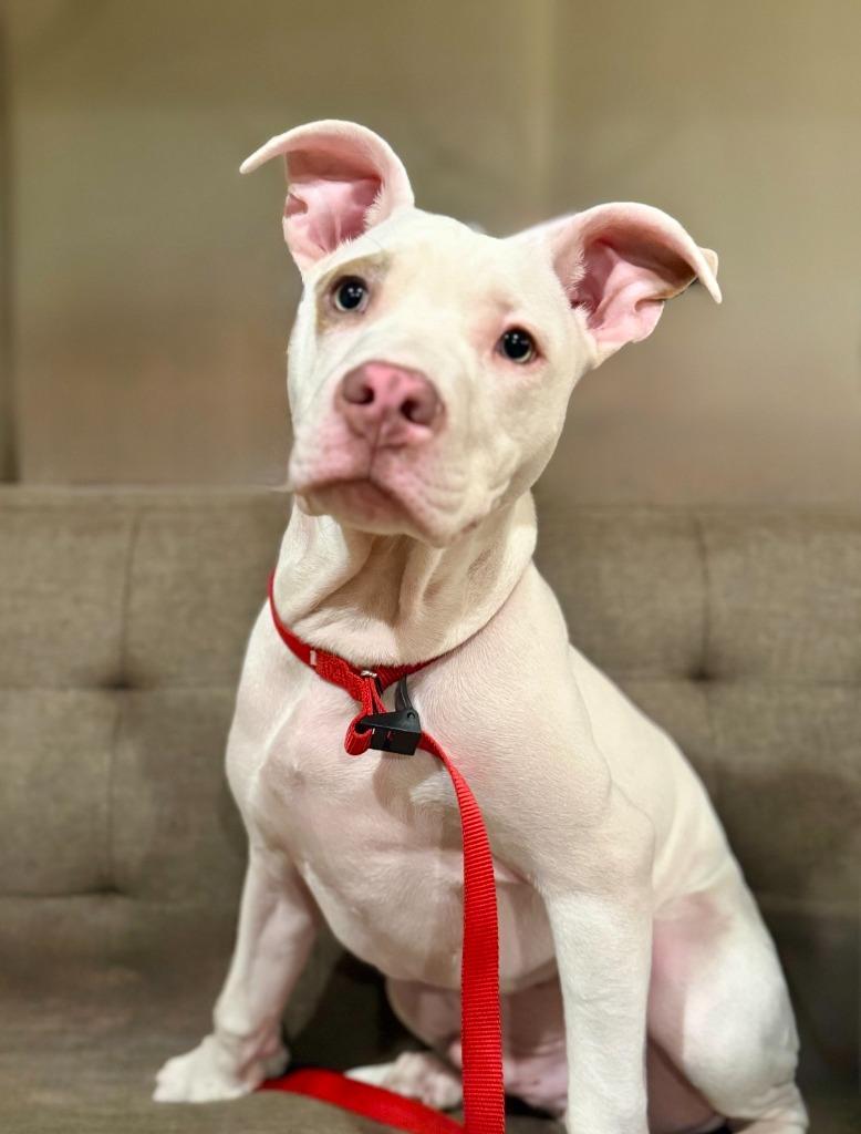 Enlarge Marshall, a Adoptable American Staffordshire Terrier in West Bloomfield, MI image 2/3