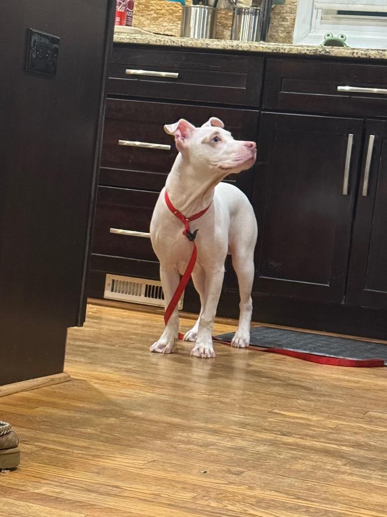 Enlarge Marshall, a Adoptable American Staffordshire Terrier in West Bloomfield, MI image 3/3