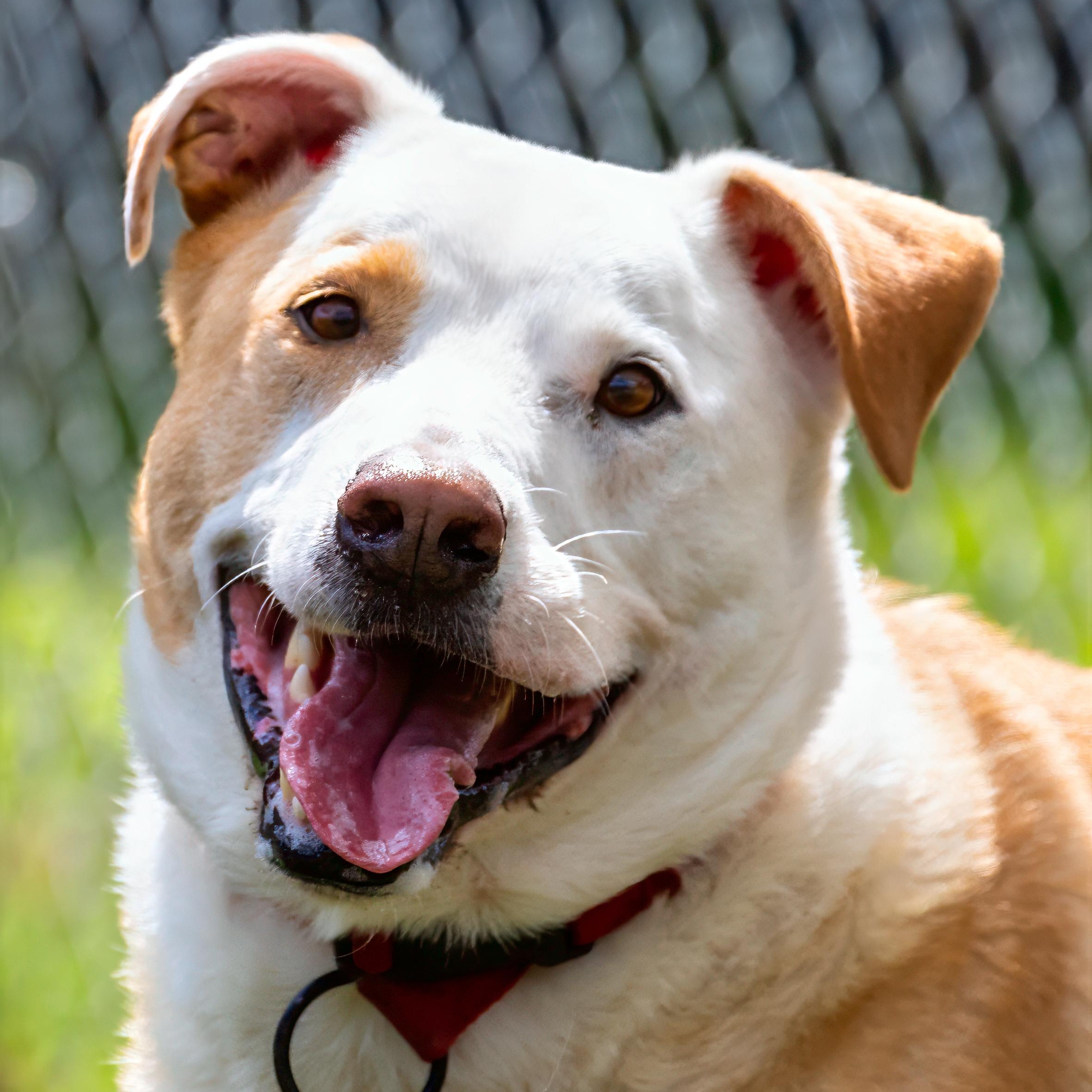 Charlie--No Adoption Fee!, Adoptable, Adult Male Labrador Retriever.