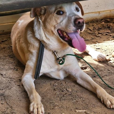 Enlarge Charlie--No Adoption Fee!, a Adoptable mixed breed in Danbury, CT image 5/5