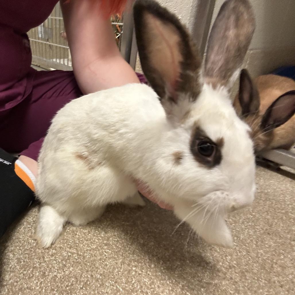 Roulette, Adoptable, Young Female Mini Rex.