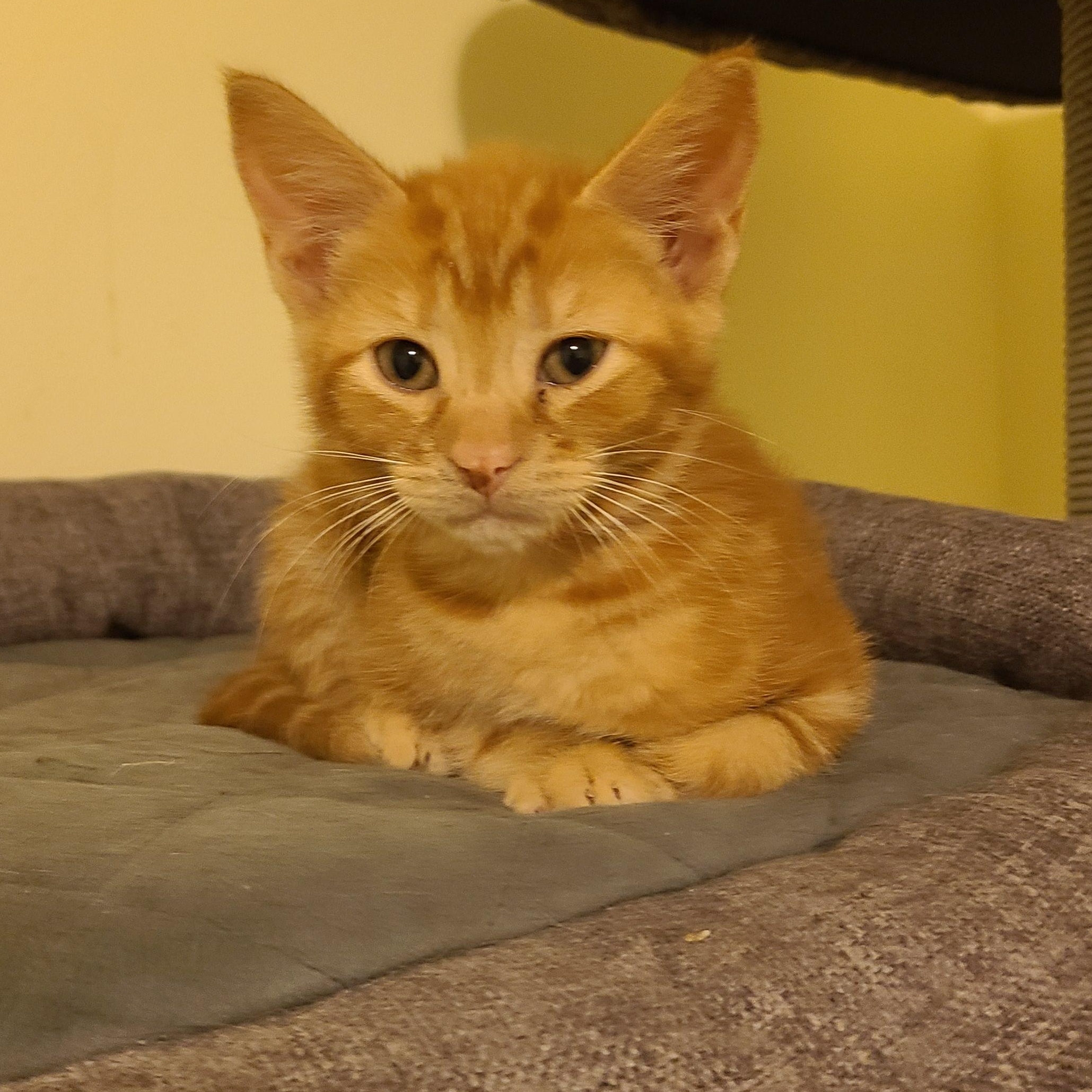 Vandalism  - Winterville, GA