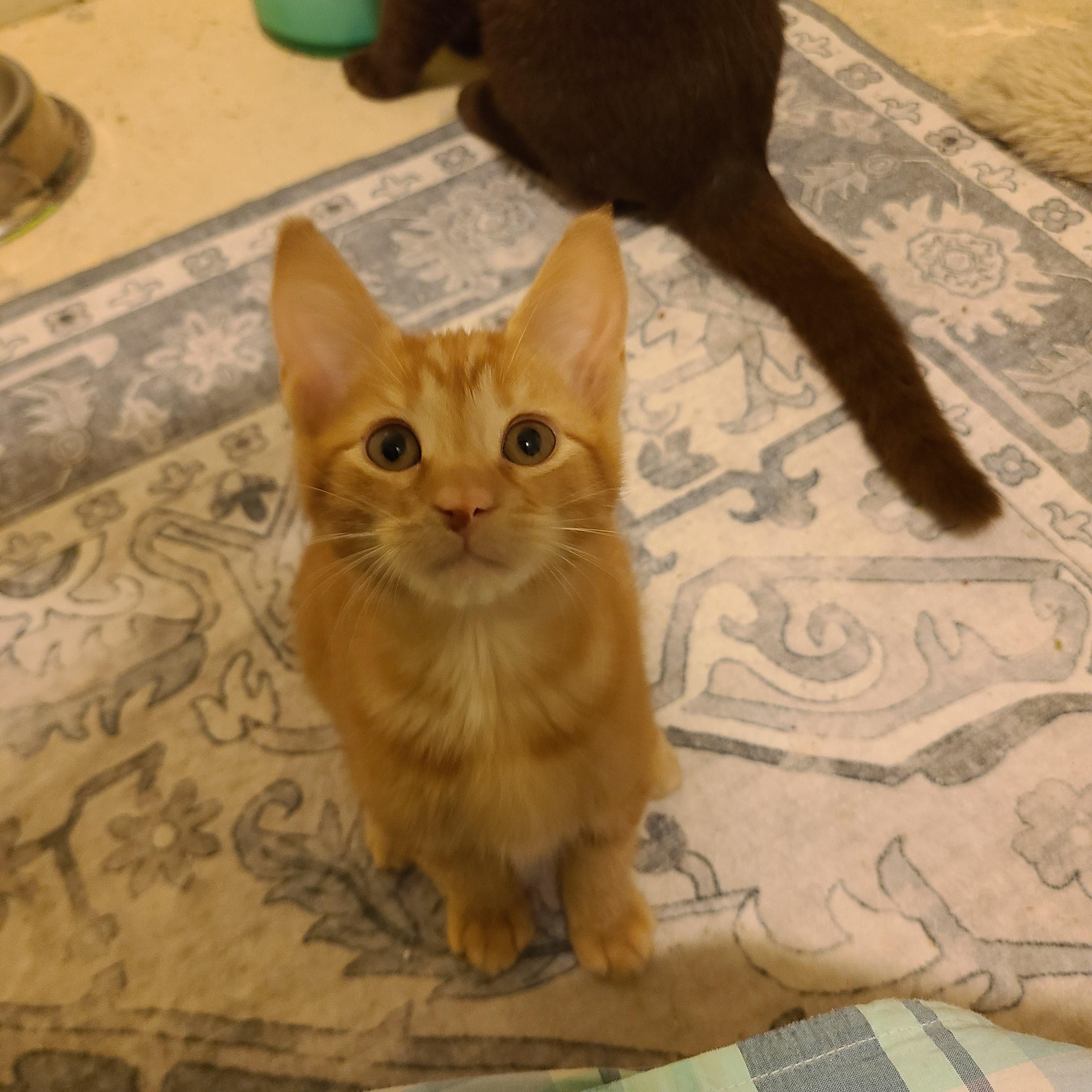 Vandalism  - Winterville, GA