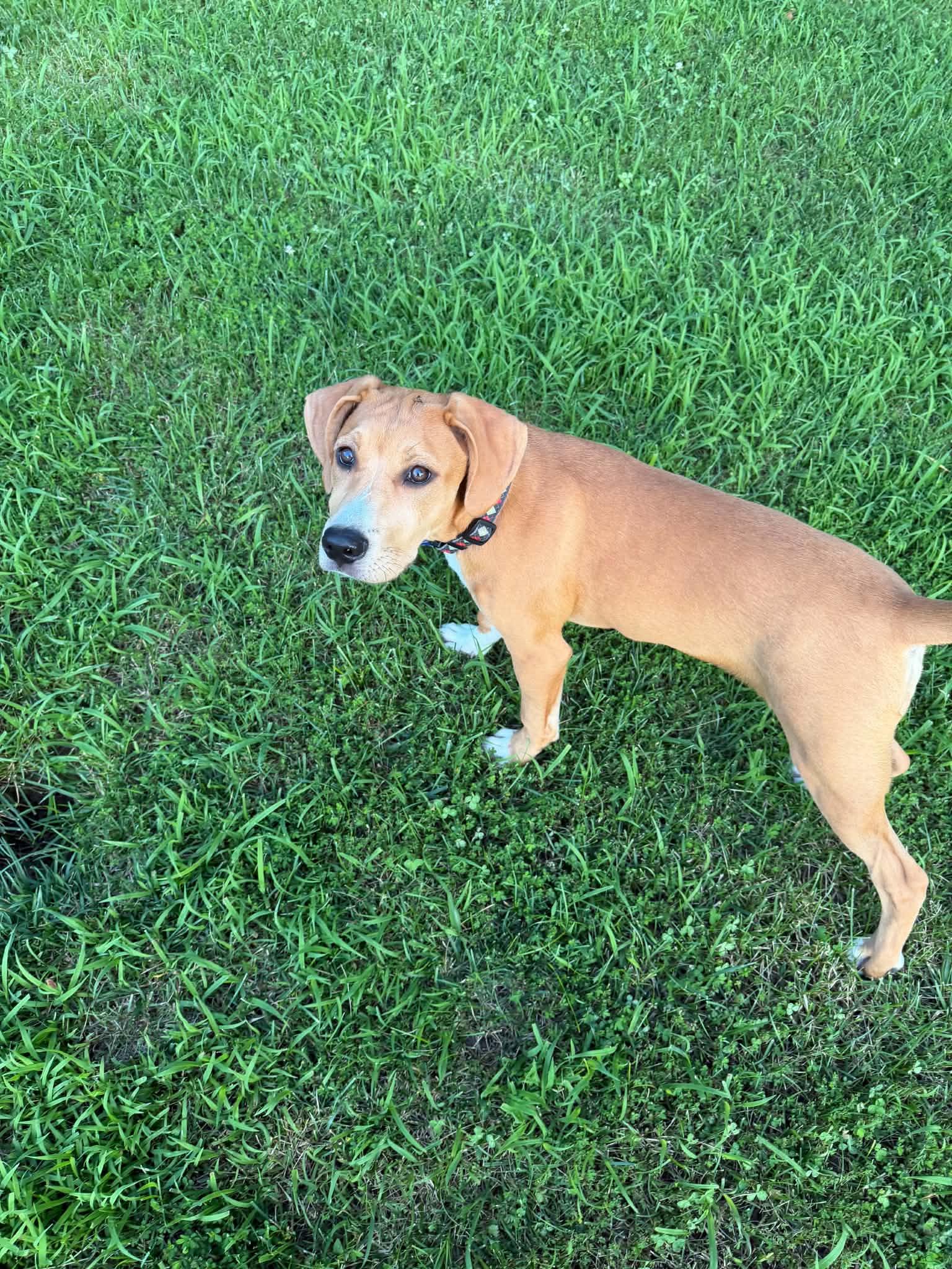 Big Al (Alice), a ADOPTABLE Mixed Breed in Columbia, MO image 4/5
