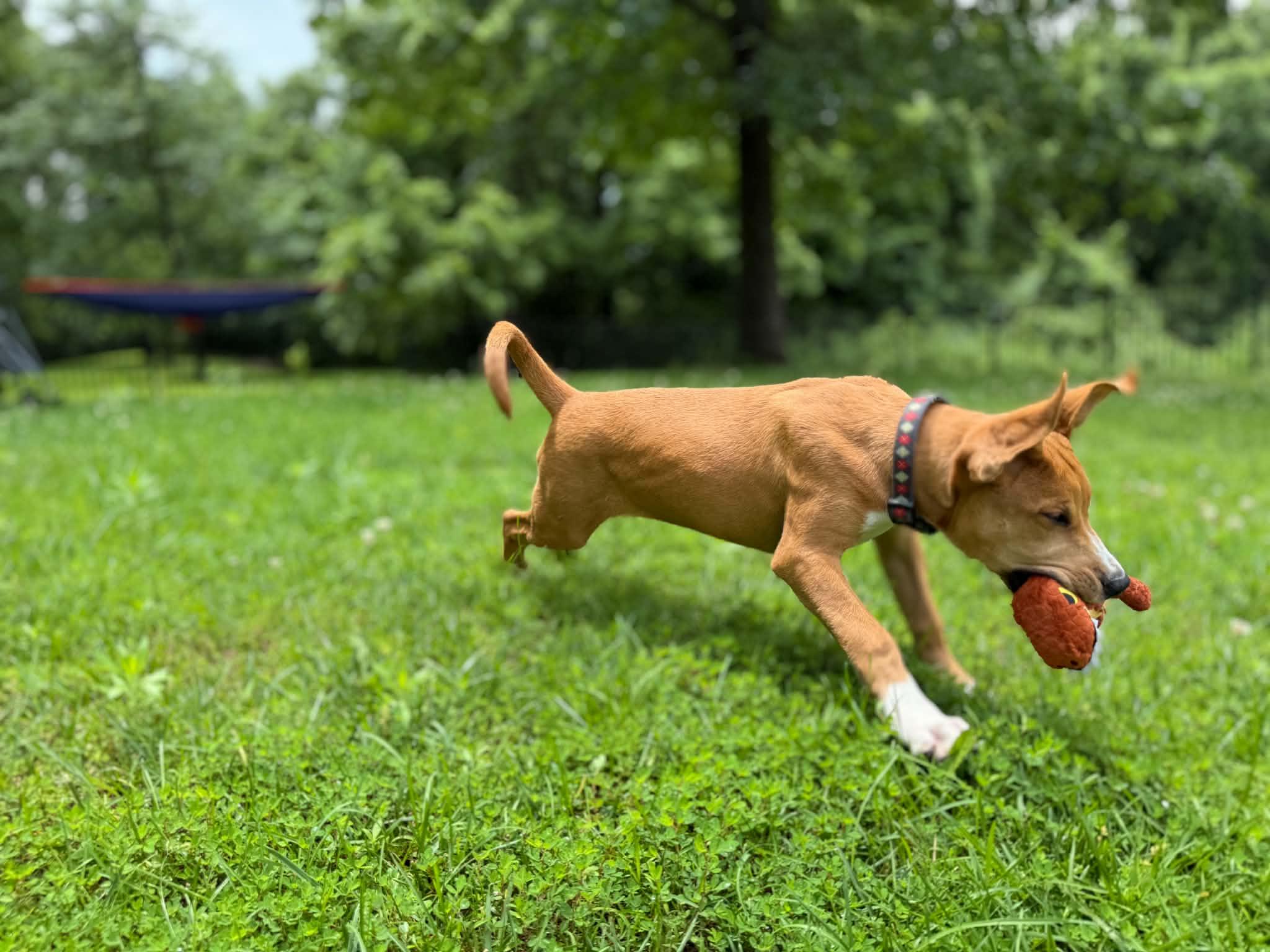 Big Al (Alice), a ADOPTABLE Mixed Breed in Columbia, MO image 4/5