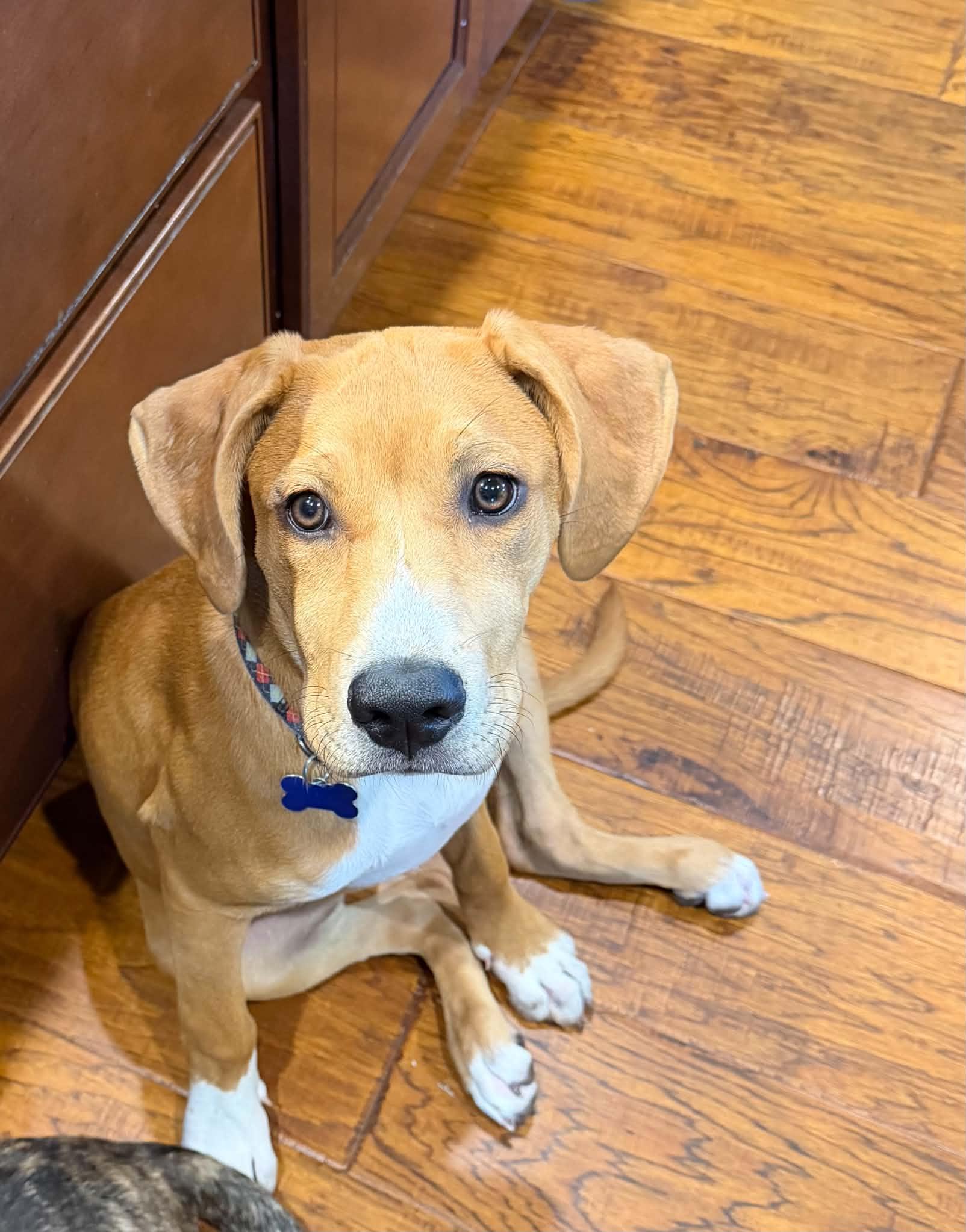 Big Al (Alice), ADOPTABLE, Puppy Female Mixed Breed.