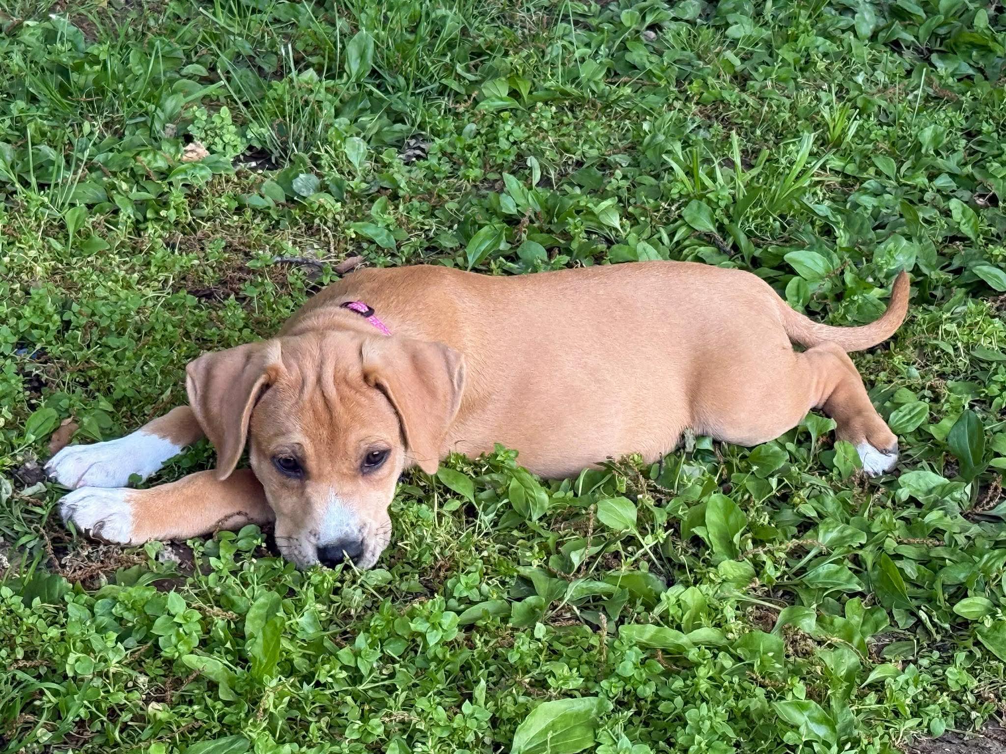 Enlarge Big Al (Alice), a ADOPTABLE Mixed Breed in Columbia, MO image 3/4