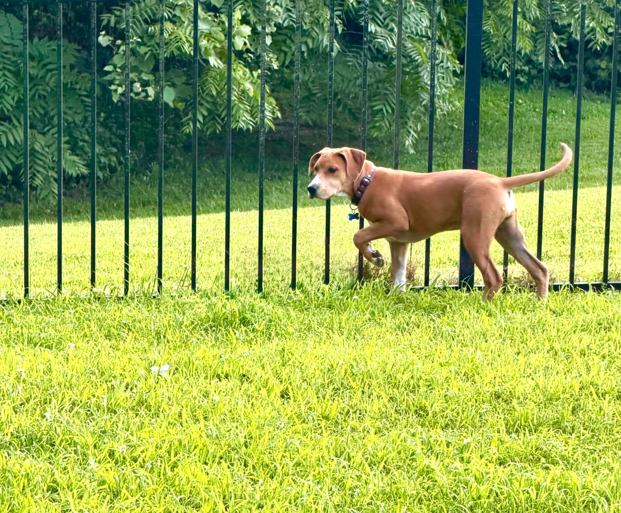 Big Al (Alice), a ADOPTABLE Mixed Breed in Columbia, MO image 3/5