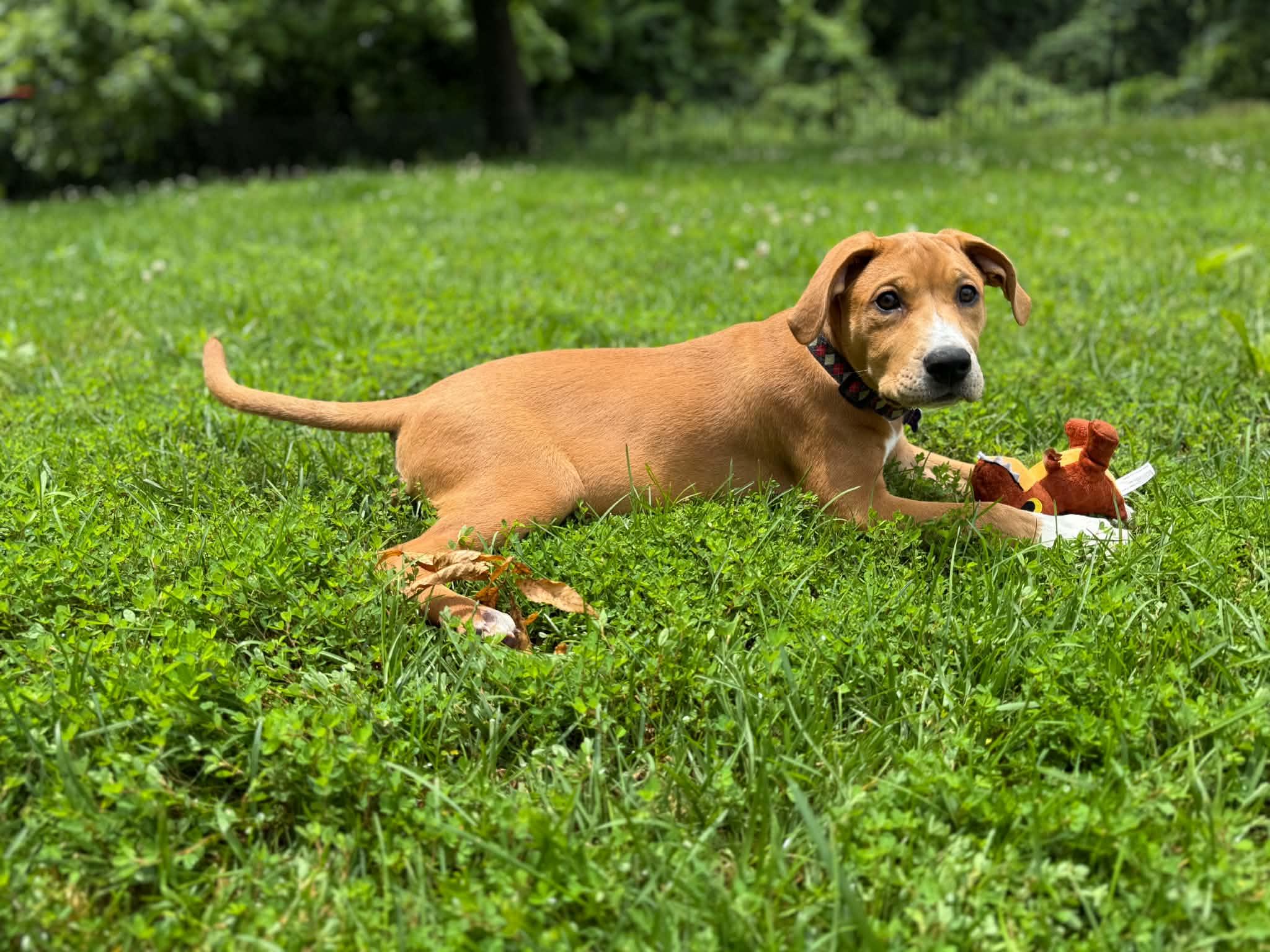Big Al (Alice), a ADOPTABLE Mixed Breed in Columbia, MO image 5/5