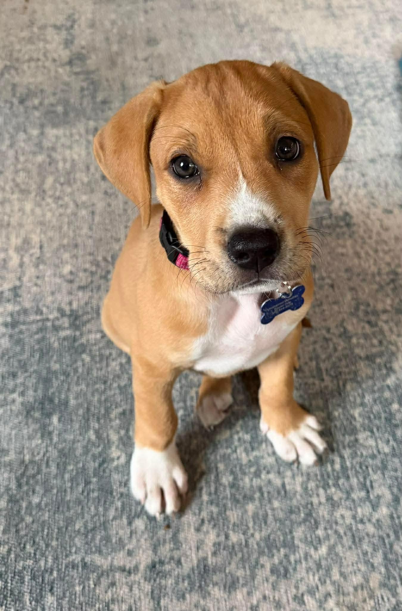 Big Al (Alice), ADOPTABLE, Puppy Female Mixed Breed.