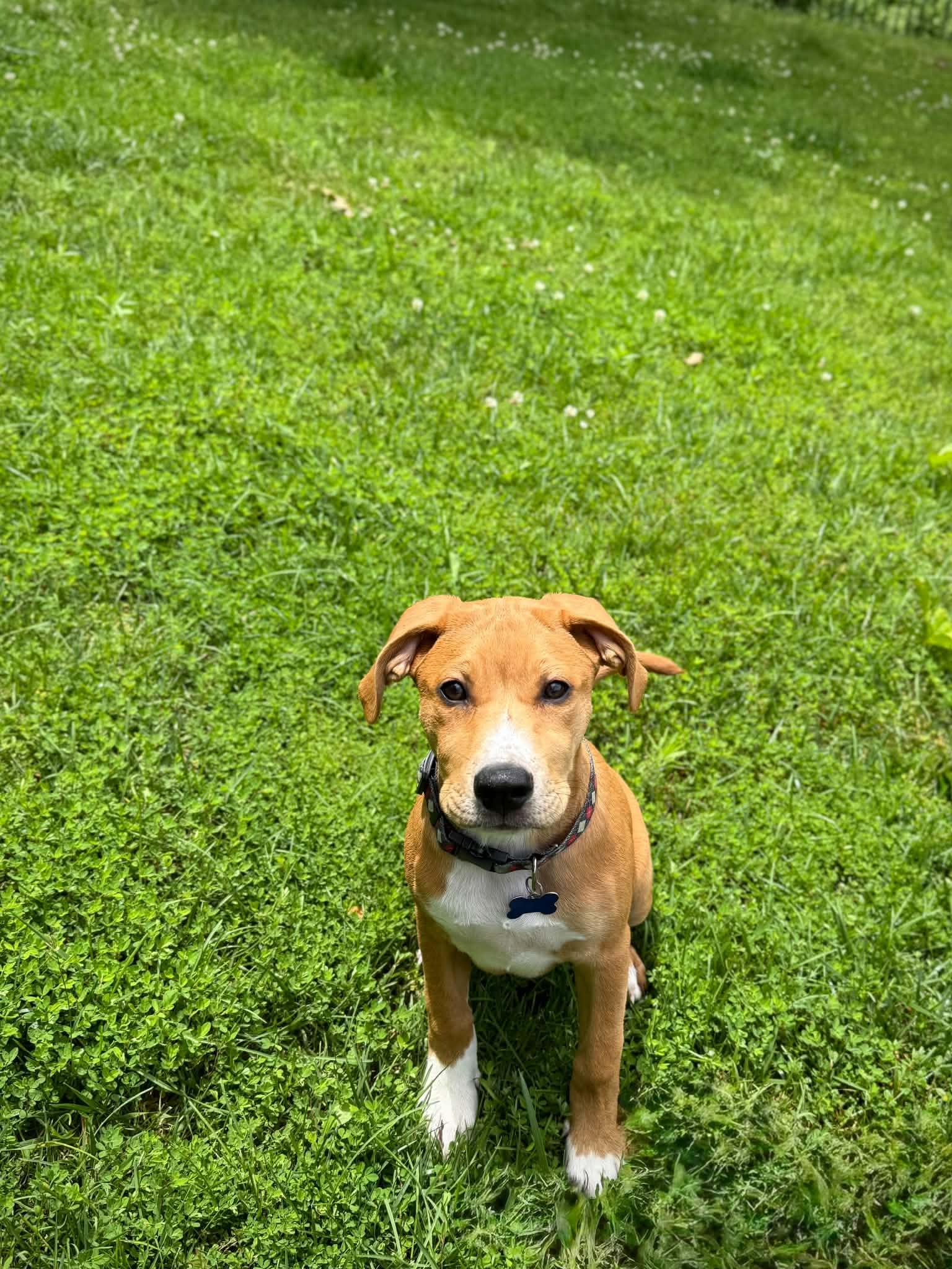 Big Al (Alice), ADOPTABLE, Puppy Female Mixed Breed.