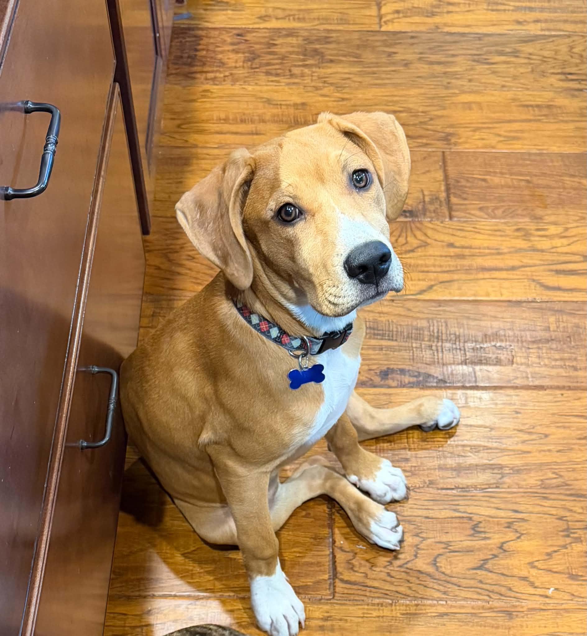 Big Al (Alice), a ADOPTABLE Mixed Breed in Columbia, MO image 5/5