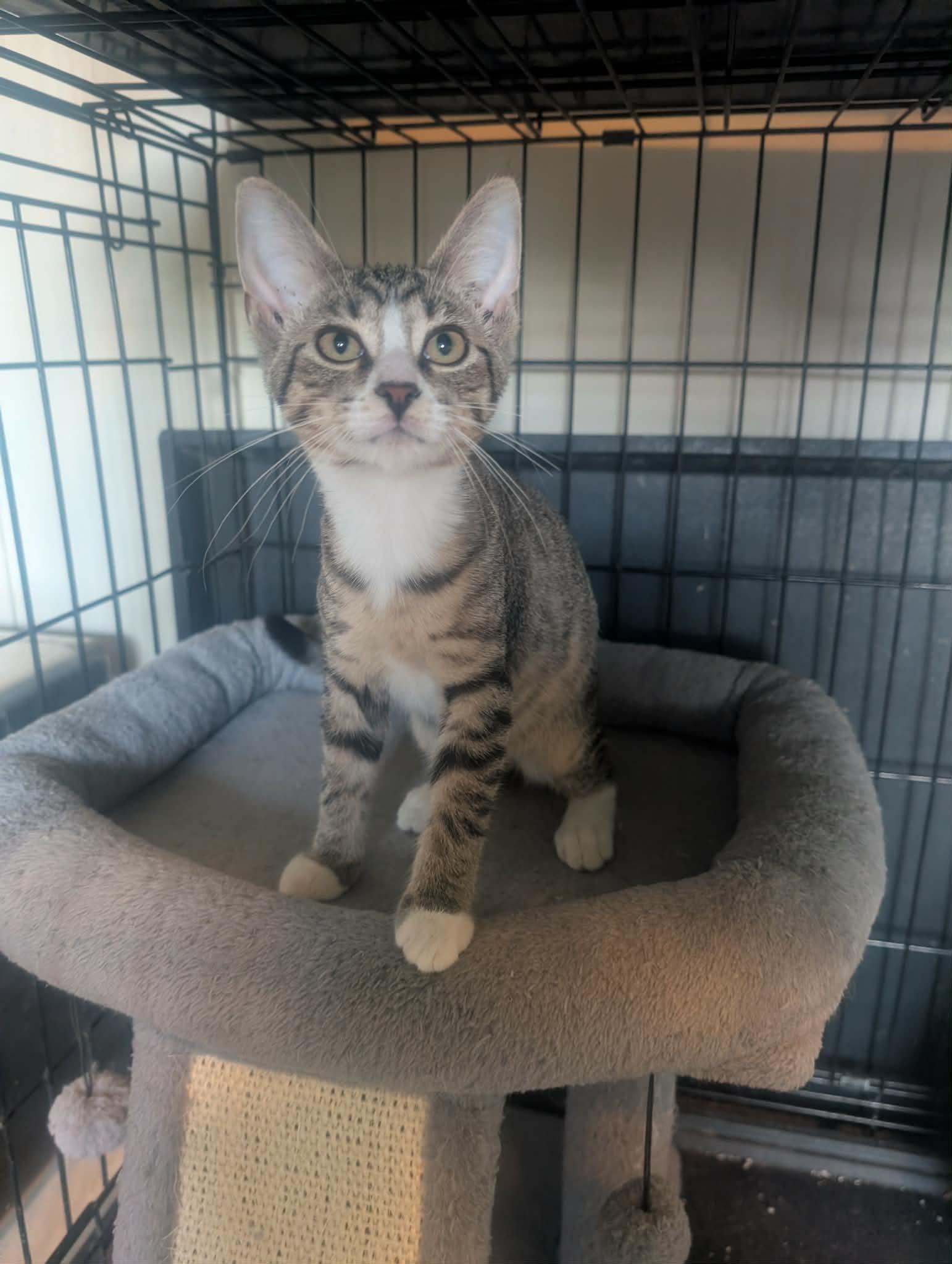 Hostess, Adoptable, Kitten Female Domestic Short Hair & Tabby.