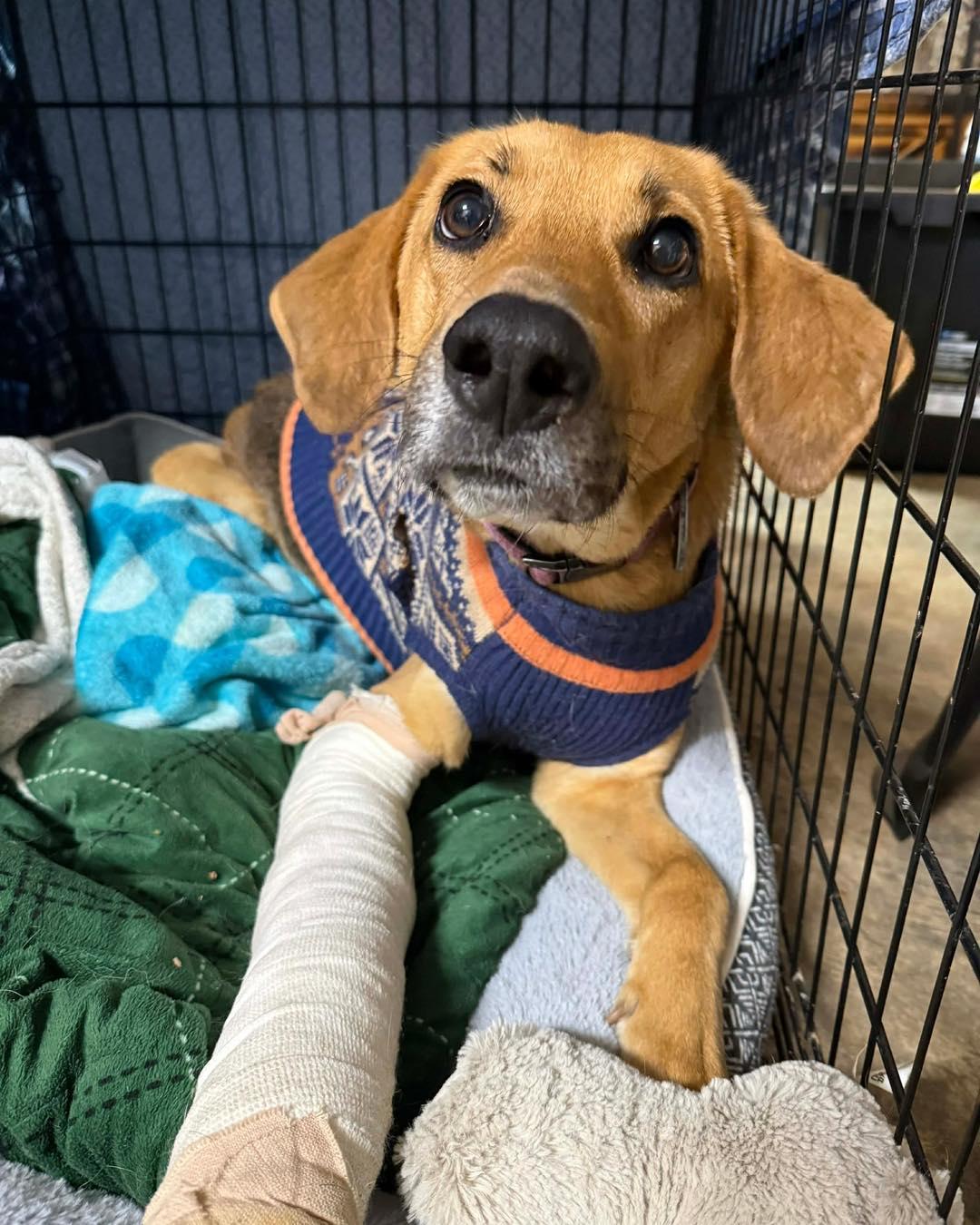 Enlarge Holly, a ADOPTABLE mixed breed in Pittsboro, NC image 1/3