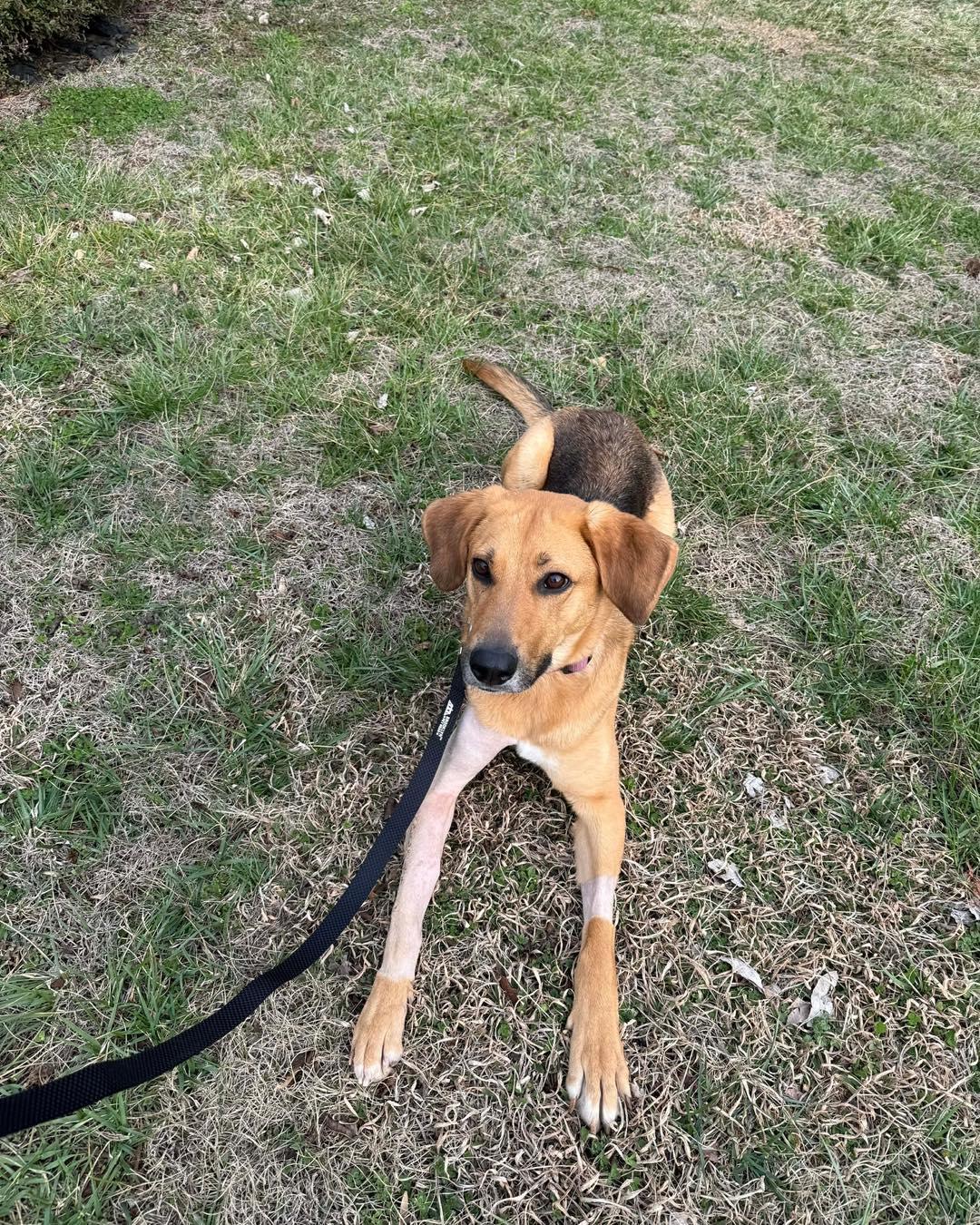 Enlarge Holly, a ADOPTABLE mixed breed in Pittsboro, NC image 1/5