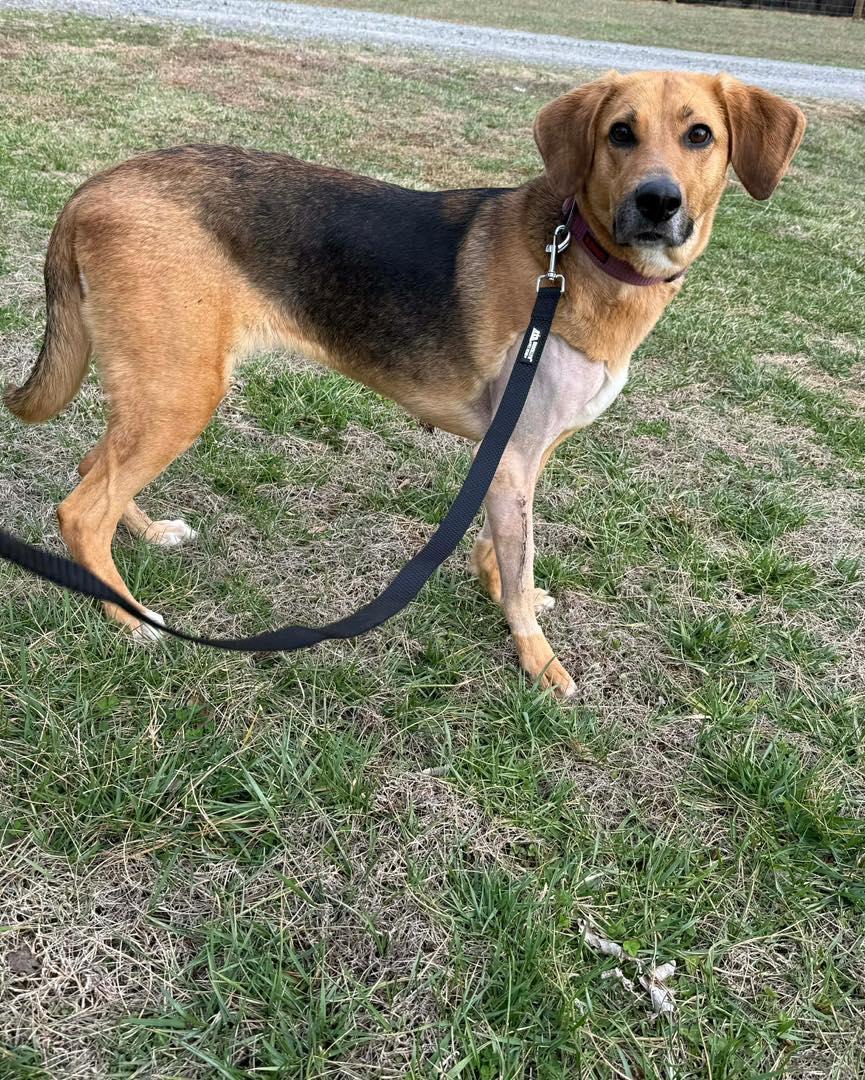 Enlarge Holly, a ADOPTABLE mixed breed in Pittsboro, NC image 2/5
