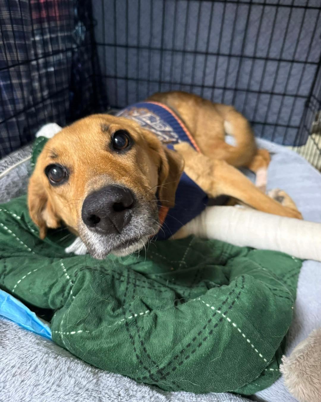 Enlarge Holly, a ADOPTABLE mixed breed in Pittsboro, NC image 2/3