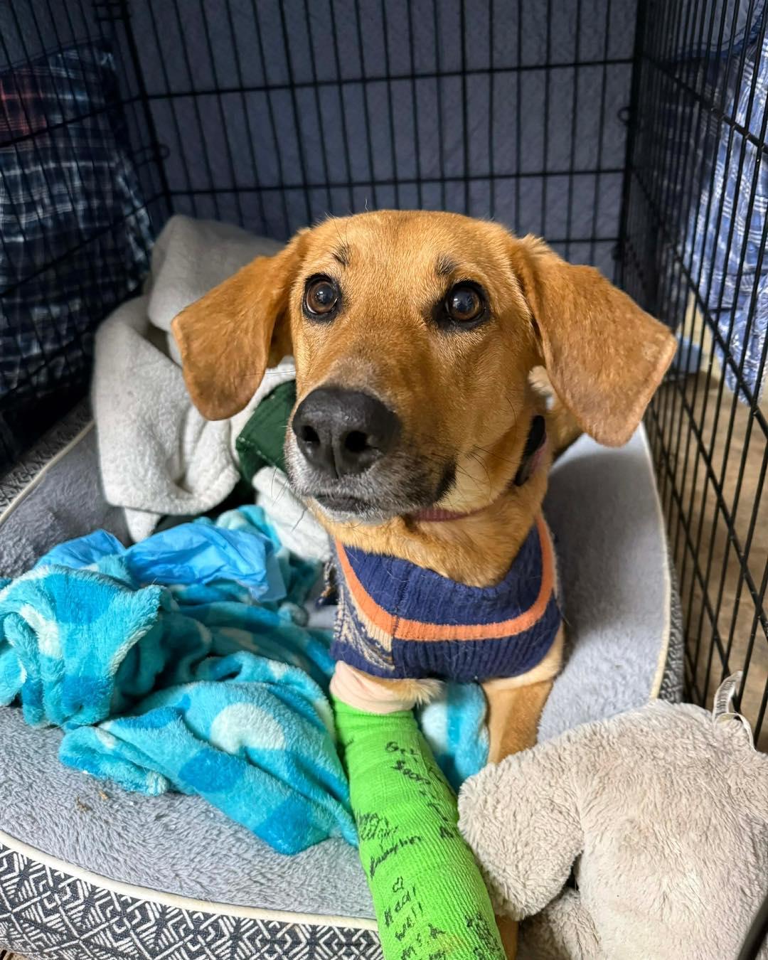 Enlarge Holly, a ADOPTABLE mixed breed in Pittsboro, NC image 3/3