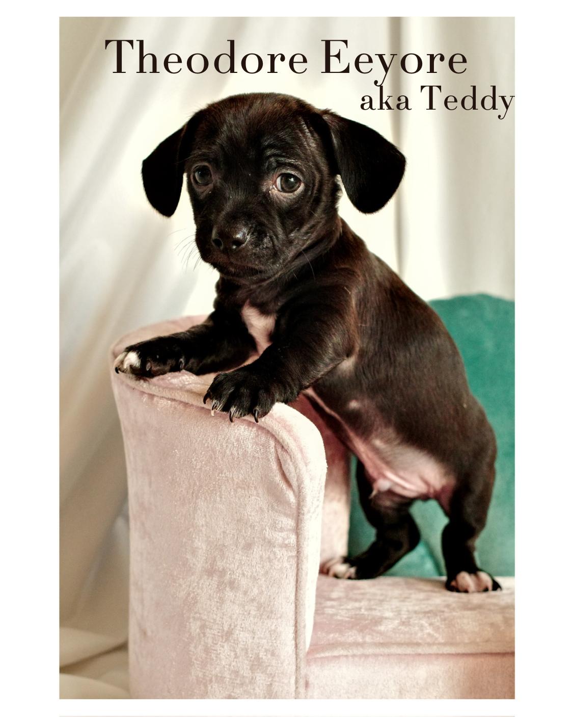 Theodore Eeyore (Teddy), a Adoptable mixed breed in Palm desert, CA image 2/2