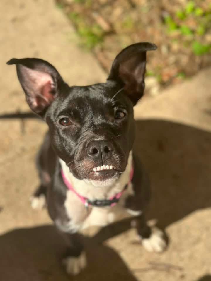 Nova, ADOPTABLE, Adult Female Terrier.