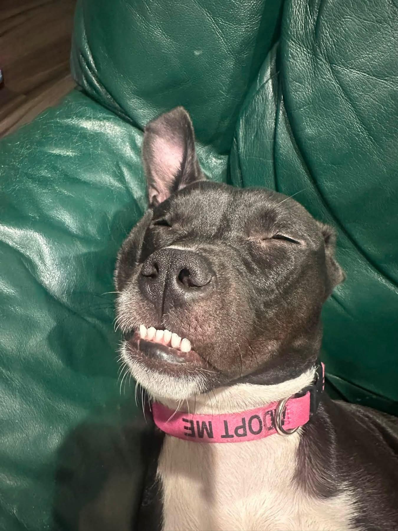 Enlarge Nova, a ADOPTABLE mixed breed in Grosse Pointe Park, MI image 2/4