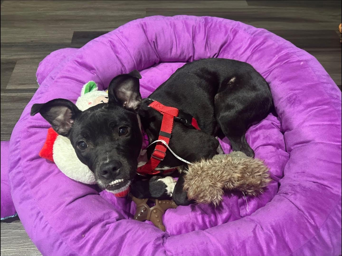 Enlarge Nova, a ADOPTABLE mixed breed in Grosse Pointe Park, MI image 3/4