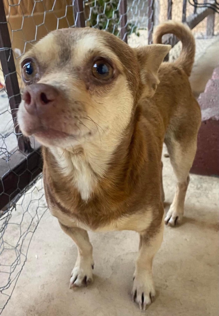 Rocky, an adoptable Chihuahua & Cardigan Welsh Corgi Mix in Studio City, CA_image-1