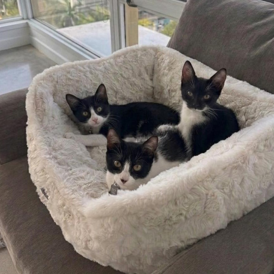 Enlarge Batman and Robin (bonded brothers), a Adoptable Domestic Short Hair in Jupiter, FL image 4/6