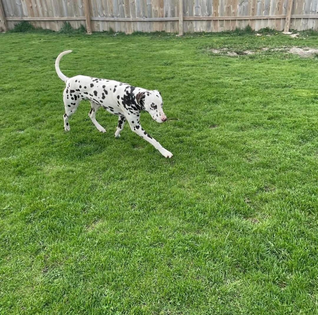 Angel, Adoptable, Adult Male Dalmatian.