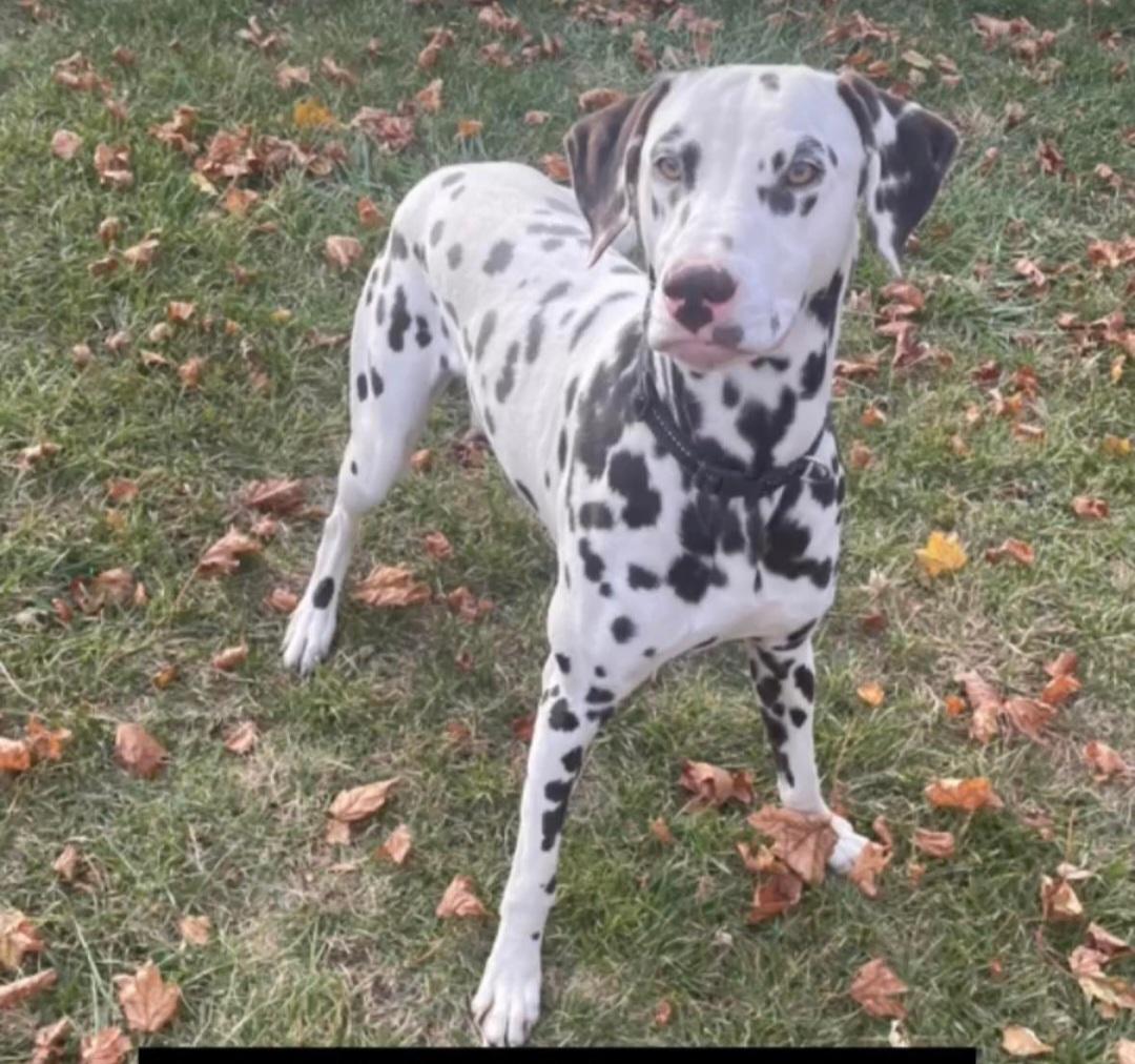 Enlarge Angel, a Adoptable Dalmatian in merrillville, IN image 4/4
