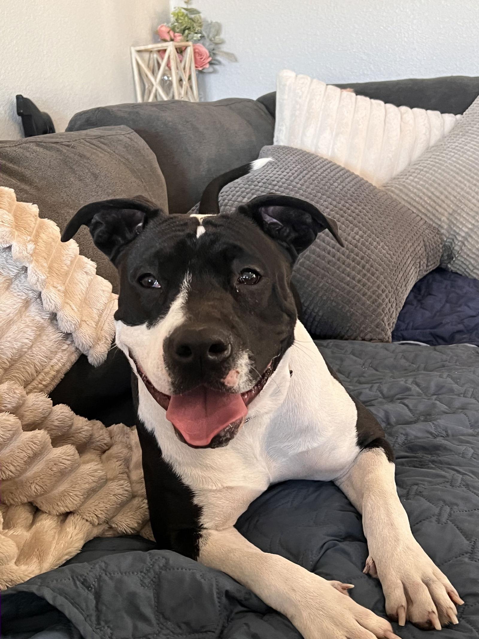 Bessie, Adoptable, Adult Female Pit Bull Terrier.