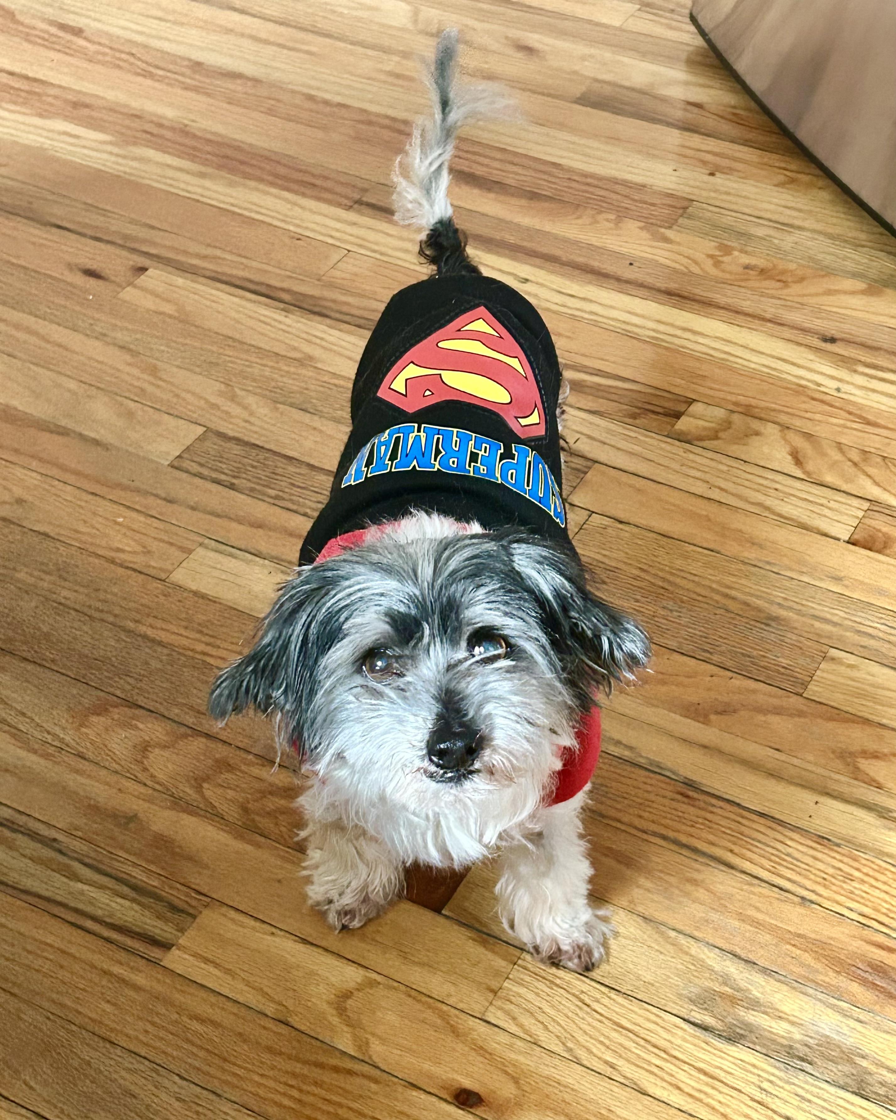 Enlarge Tony Leung, a ADOPTABLE mixed breed in New York, NY image 2/6